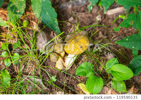 凱米亞鱷魚的朋友 119590135