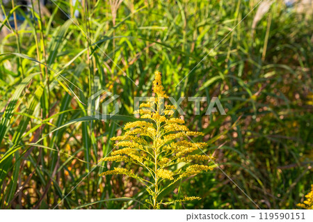 Many gnats on a goldenrod 119590151