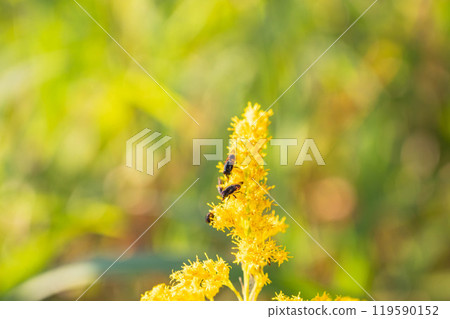 A red-veined blowfly on a goldenrod A red-veined blowfly on a goldenrod 119590152