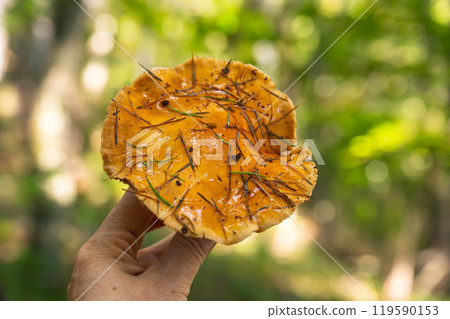 Harvested slimy boletus 119590153