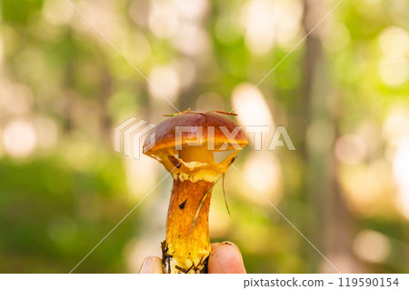 收穫的花內口 119590154