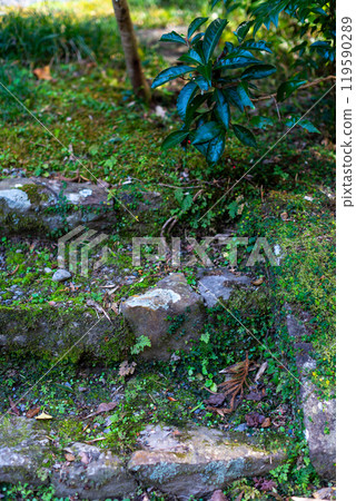 moss growing on the stairs 119590289
