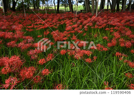 Motosu Peaceful Forest 119590406