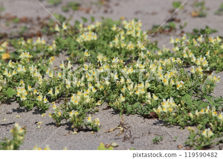 Yellow flowers of the elm blooming on the sandy beach 119590482