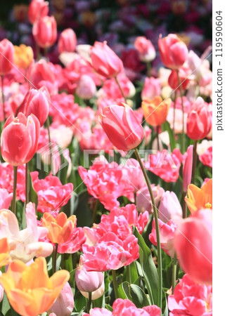 七彩鬱金香 七彩鬱金香 盛開的鬱金香 119590604