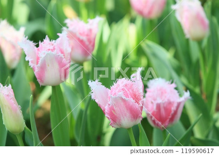 Colorful tulips Colorful tulips Tulips in full bloom Colorful tulips Colorful tulips Tulips in full bloom 119590617