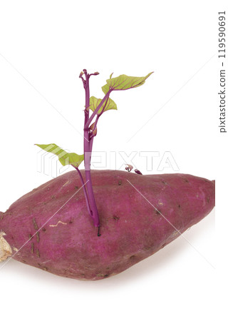 帶芽的紅薯 119590691