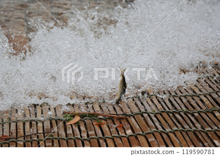 Wild Ayu Fishing - Traditional Fishing Method - Tourism in Tochigi Prefecture 119590781