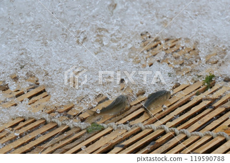 野生香魚捕撈、傳統捕撈方法、栃木縣旅遊 119590788