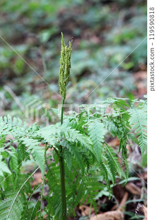 成熟的夏之花蕨菜 成熟的夏之花蕨菜 119590818