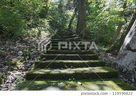 Mossy stairs (Yahiko Park, Niigata) Mossy stairs (Yahiko Park, Niigata) 119590822