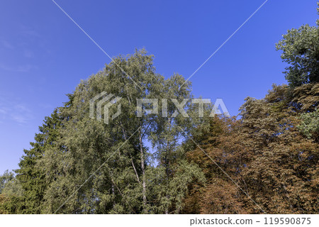 changing the color of the foliage of trees in the middle of summer changing the color of the foliage of trees in the middle of summer 119590875