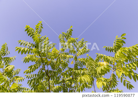 the walnut tree in the summer in sunny weather 119590877