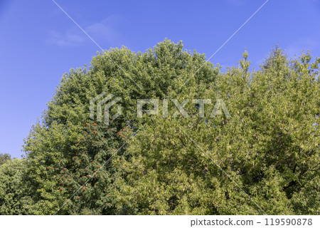 different types of trees in the summer in sunny weather 119590878