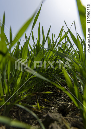 new growing crop of cereals in the spring season 119590886