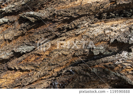 part of the bark of an old cherry tree 119590888