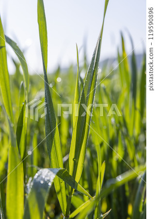illuminated by sunlight green blades of cereal in spring 119590896