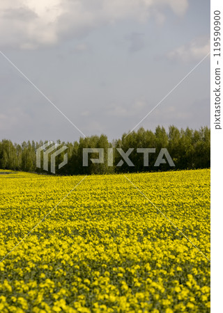 a monocultural field with rapeseed that begins to bloom a monocultural field with rapeseed that begins to bloom 119590900
