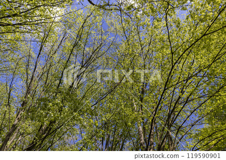 a green forest during warming 119590901