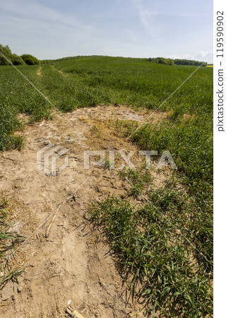part of the wheat field that was destroyed from excess fertilizers part of the wheat field that was destroyed from excess fertilizers 119590902