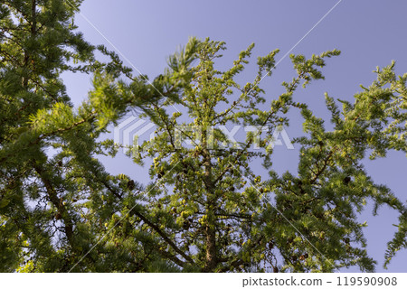 beautiful larch in May in spring 119590908