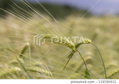 wheat field after a thunderstorm and rain 119590912