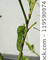 Growing swallowtail butterfly larvae 119590974