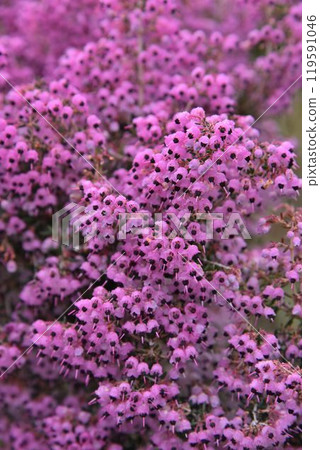 The gorgeous appearance of the Erica with its many small flowers is its charm. 119591046