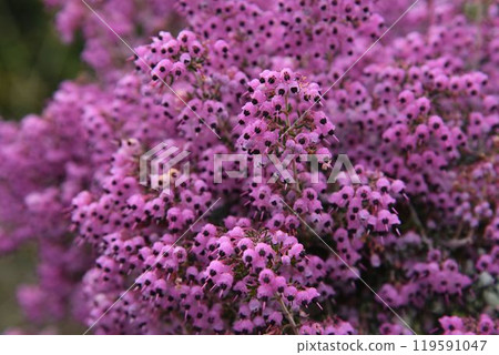 The gorgeous appearance of the Erica with its many small flowers is its charm. 119591047