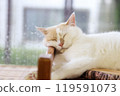 Cat napping on the windowsill 119591073