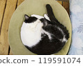 Round and sleeping cat 119591074