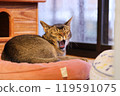 A yawning cat 119591075