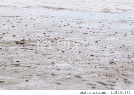 有明海灘塗的生物 119591171