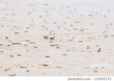 Creatures of the Ariake Sea tidal flats Creatures of the Ariake Sea tidal flats 119591172