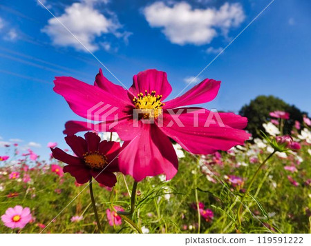 波斯菊紅色的花朵 119591222