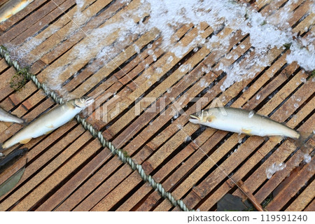 那珂川觀光、野生香魚捕撈、香魚的傳統捕撈方法 那珂川觀光、野生香魚捕撈、香魚的傳統捕撈方法 119591240