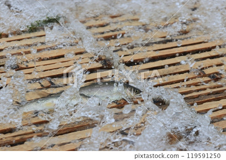 Nakagawa River Tourist Fishing Yard: Wild Ayu Fishing Yard: Traditional Ayu Fishing Method 119591250