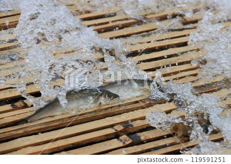 Nakagawa River Tourist Fishing Yard: Wild Ayu Fishing Yard: Traditional Ayu Fishing Method 119591251