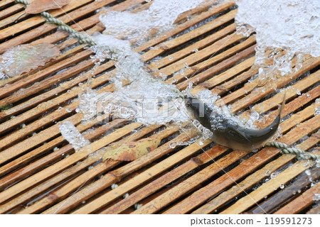 那珂川觀光、野生香魚捕撈、香魚的傳統捕撈方法 119591273