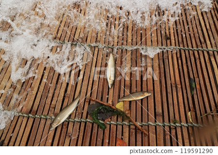 那珂川觀光、野生香魚捕撈、香魚的傳統捕撈方法 那珂川觀光、野生香魚捕撈、香魚的傳統捕撈方法 119591290