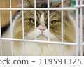 Cat gazing from a cage 119591325