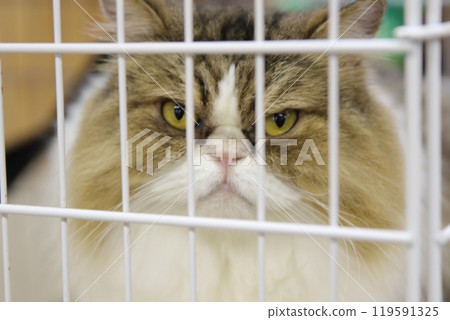 Cat gazing from a cage 119591325