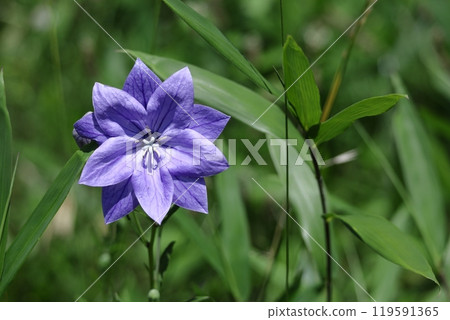 一花七秋草 119591365