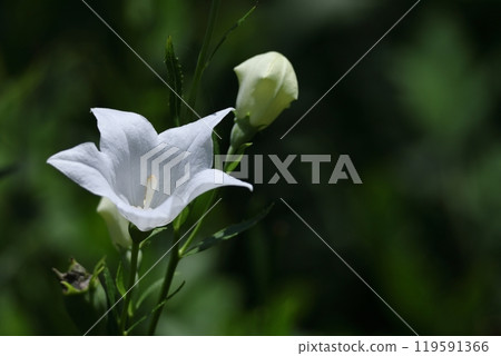 One of the seven autumn herbs One of the seven autumn herbs 119591366