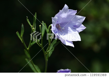 One of the seven autumn herbs 119591369