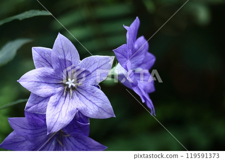 One of the seven autumn herbs One of the seven autumn herbs 119591373