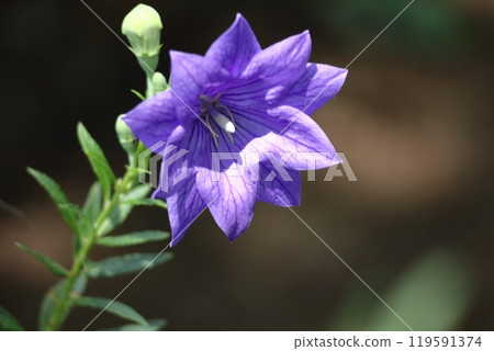 One of the seven autumn herbs One of the seven autumn herbs 119591374