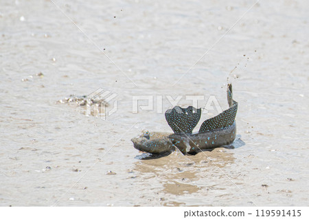 Mutsugorou resting on tidal flats 119591415