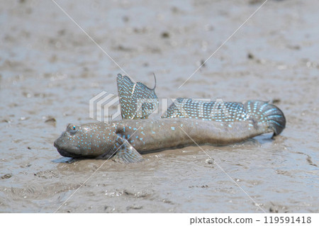 Mutsugorou resting on tidal flats Mutsugorou resting on tidal flats 119591418