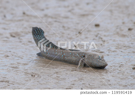 Mutsugorou resting on tidal flats Mutsugorou resting on tidal flats 119591419